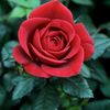 noname_cold_heart