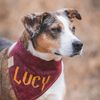 lucyloutherescuedog