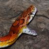 diamondpythonn