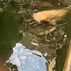 anhodau_1