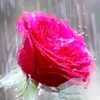 freadhawler