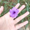 gudyoung
