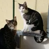 katzen_123