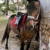 horseridinggirls1