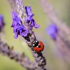 lavenderladybug38