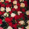 lyrics.55__