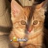 djfkvdkd8853jnb
