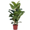 un_ficus