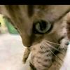 unknowncreature1010101