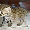 tigeroren0