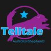 Telltale Australian Shepherds