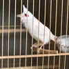 bo_tung8