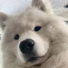 bearthesamoyed0