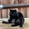 olliewllko