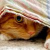 gingerkit_