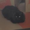 cat_on_a_box
