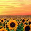 sunshine92215