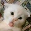 ezguy4