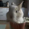 kroliczkowo_nf