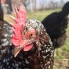 bigfootcreekfarm