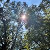 nature1sn1ce