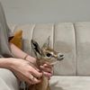 🦌 jeje