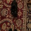 vlli_9