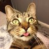 petfoodz
