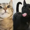 ngochan_xp