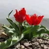 delila_dilemin