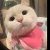 lchii_23