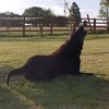 boopyblacklab