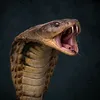 boqar0kobra