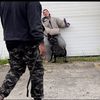 dominicanmalinois