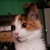 shibadidi