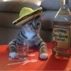 drunk_mexican_cat