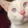 carolinavvf