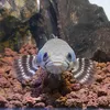 ishaq92_channahobbies