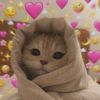 iloovecats123