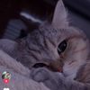_gomala