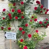 manon_09_01
