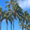 palmtreelovin