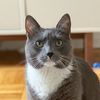 justyourbasiccatlady