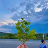 louisloi98