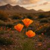 santacruzcountyaz