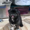 shihtzus_jack_and_ace
