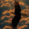 hamid_op55