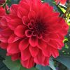 flawer116