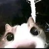_._reidd_._