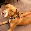 mac_the_pittie